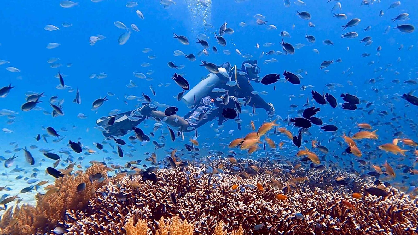 Panglao Island Diving - Sierra Madre Divers