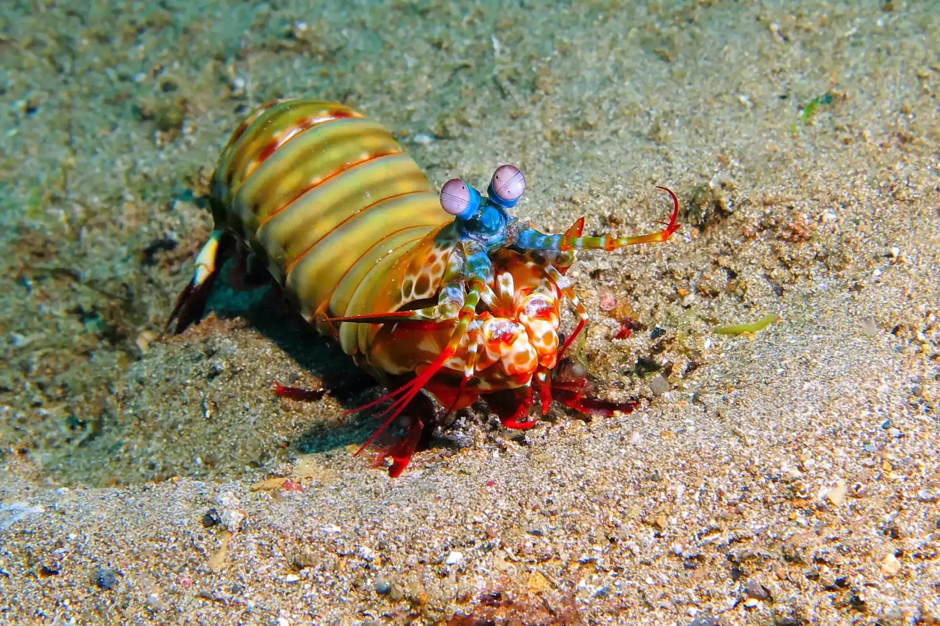 peacock mantis shrimp