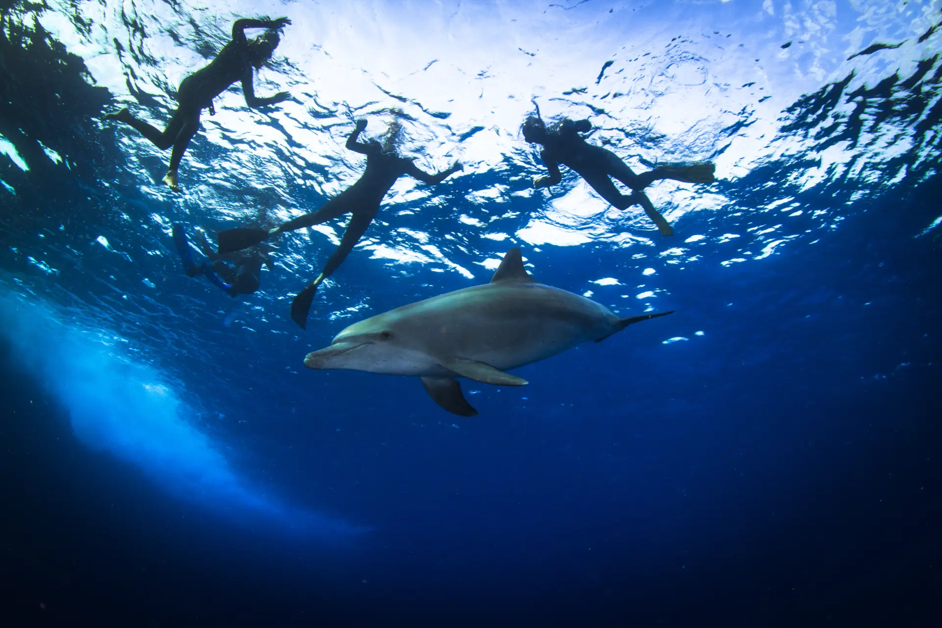 dolphins bohol