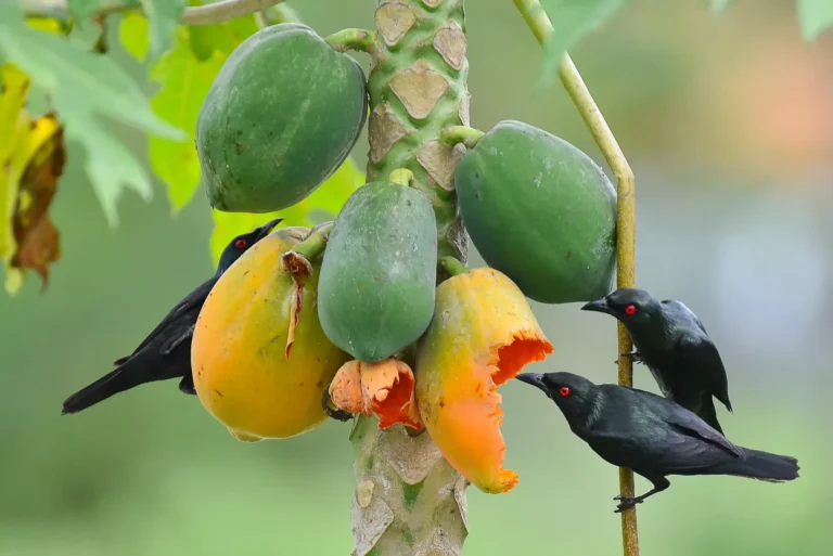 birds of bohol