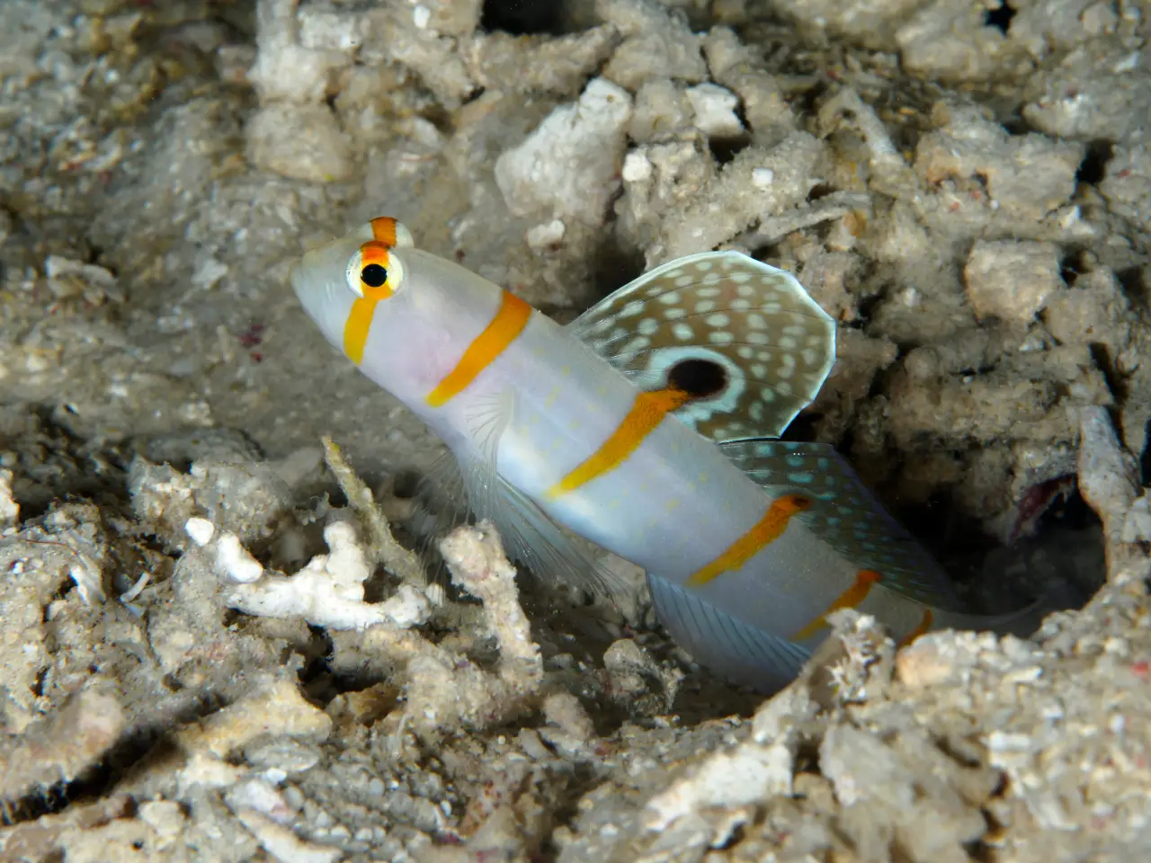 habagat wreck fish