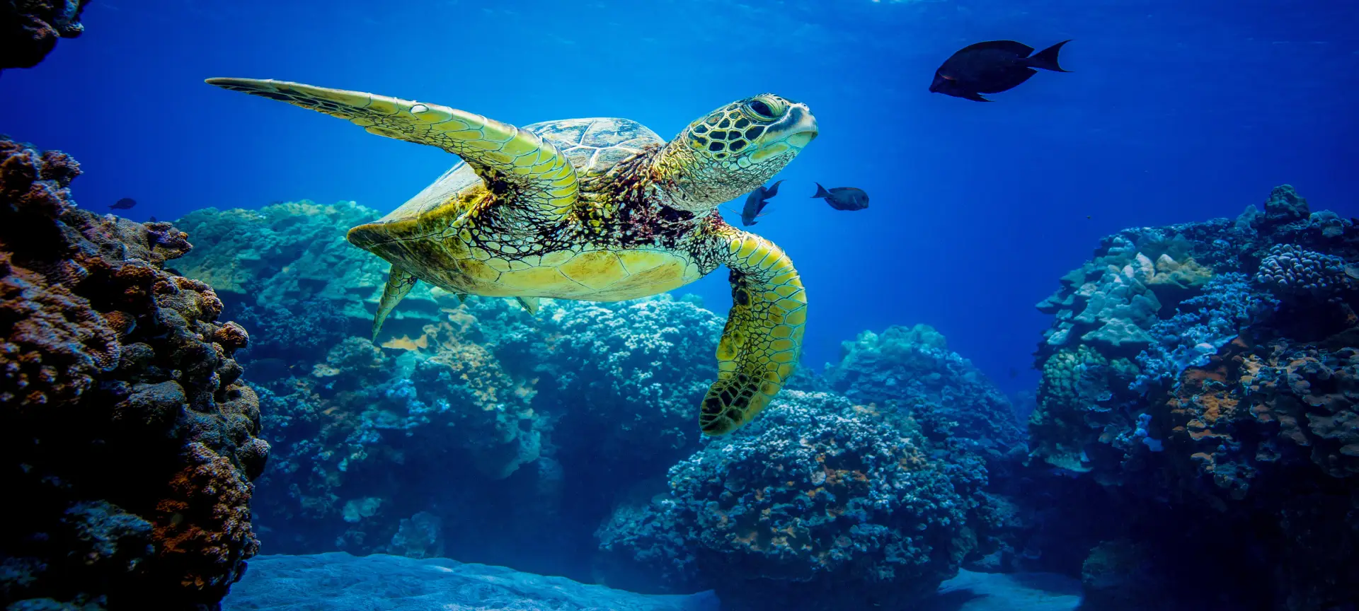 hawksbill sea turtle bohol