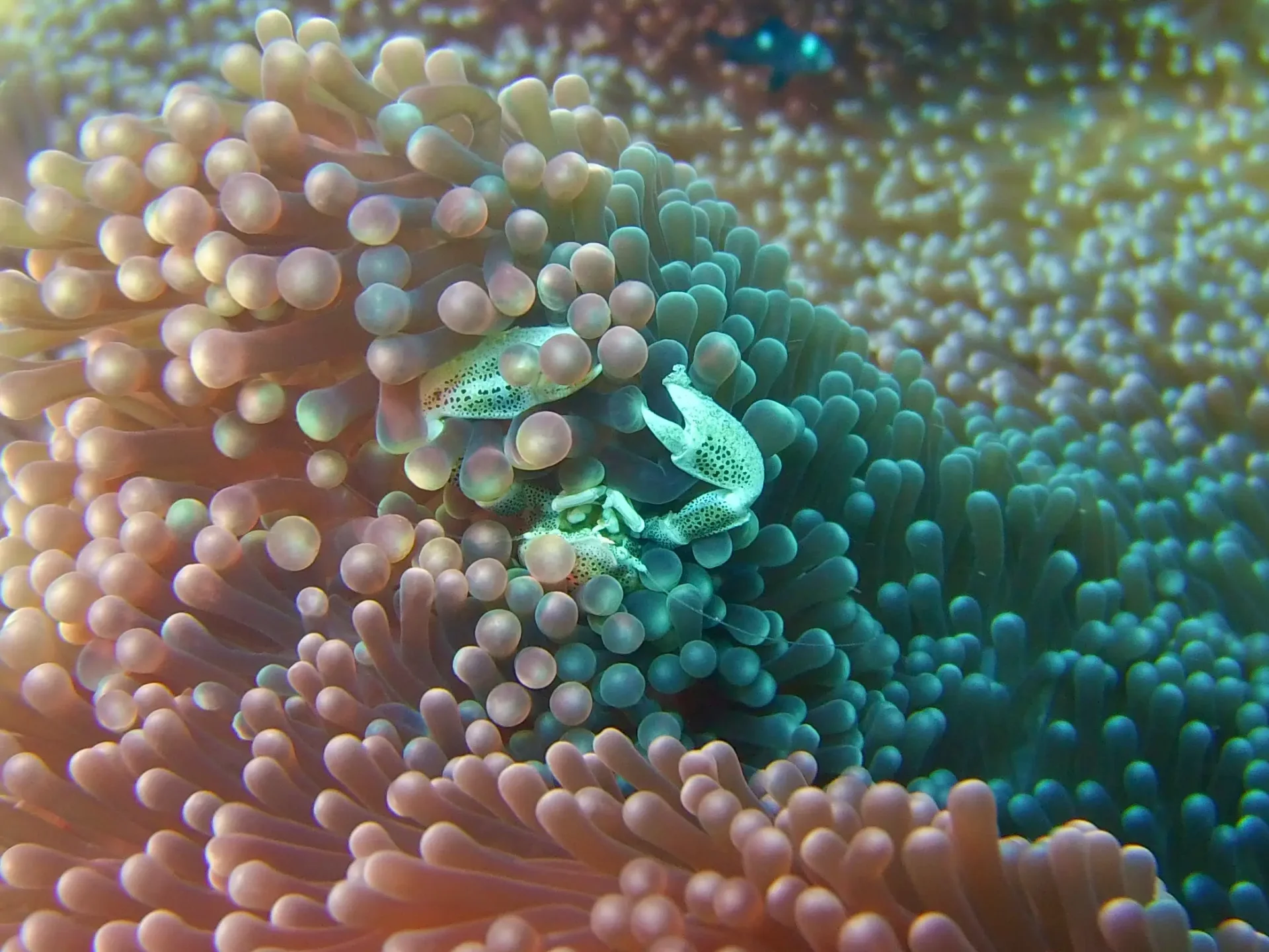 porcelain crabs in sea anemone