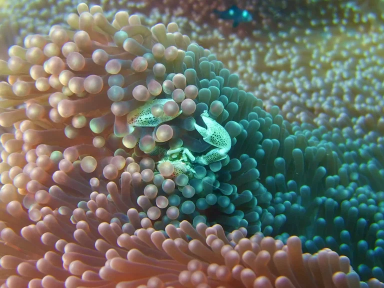 porcelain crabs in sea anemone