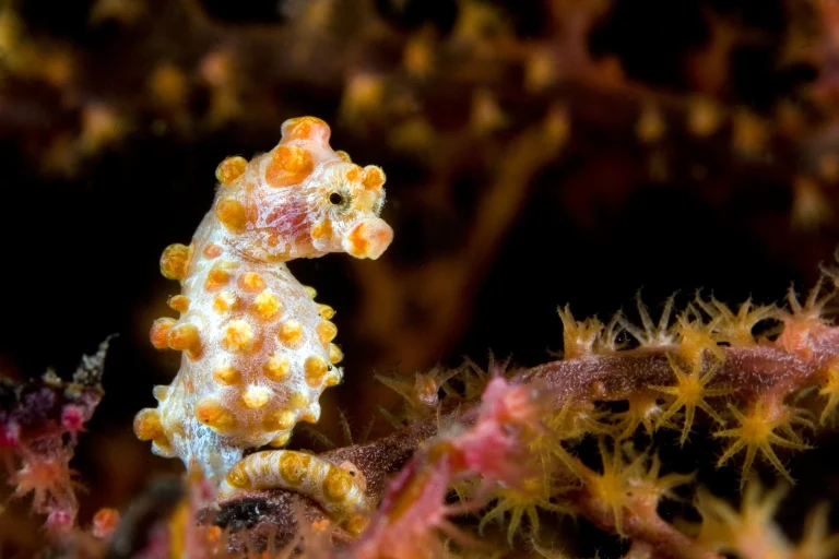 pygmy seahorse