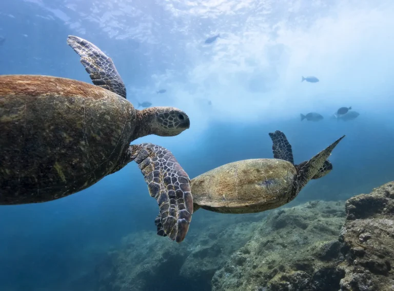 turtles bohol