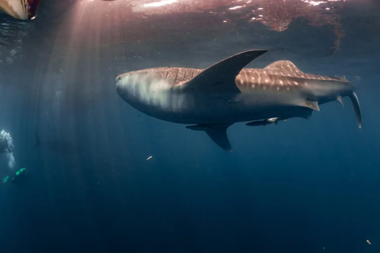 whale sharks in bohol